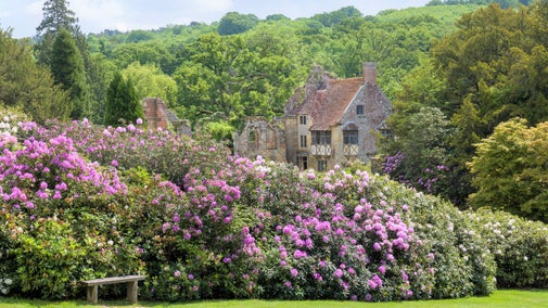 A mass of rhododendrons leading to the old castle at Scotney